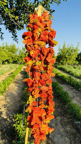 Sweet Bell Pepper - 1 set of 35-40 pieces